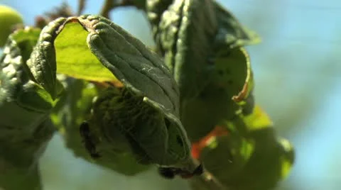 Ants 001 Stock Footage 12532917