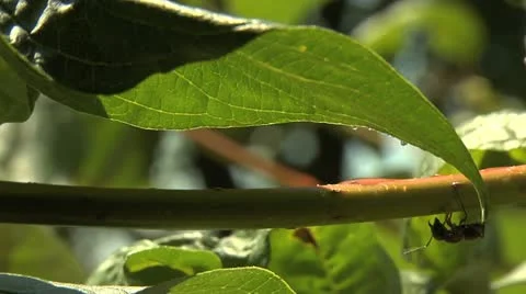 Ants 002 Stock Footage 12532945