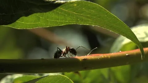 Ants 003 Stock Footage 12535851