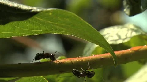 Ants 004a Stock Footage 12536200