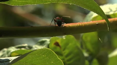Ants 004b Stock Footage 12536235