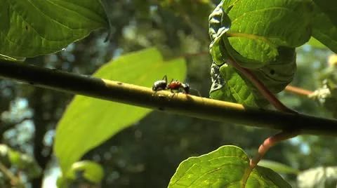 Ants 005 Stock Footage 12536561