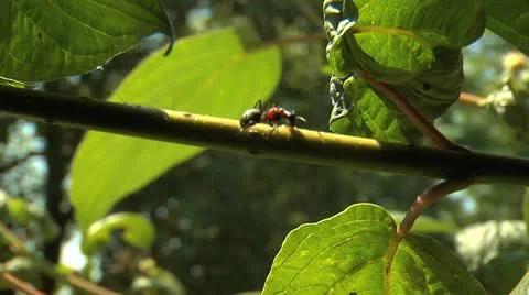 Ants 006 Stock Footage 12536591