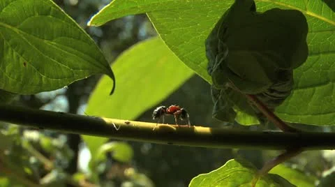 Ants 008 Stock Footage 12537426