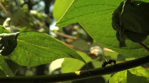 Ants 009 Stock Footage 12538740