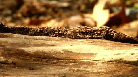 Ants 01 Stock Footage 330303