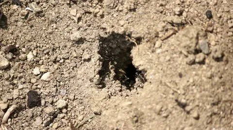 Ants 01 Stock Footage 12269337