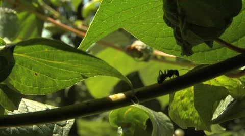 Ants 010 Stock Footage 12538964