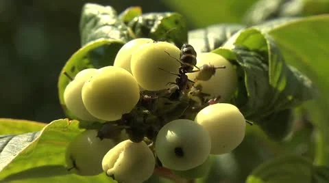 Ants 012 Stock Footage 12539041