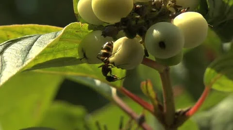 Ants 014 Stock Footage 12539100