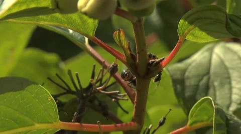 Ants 015 Stock Footage 12561921