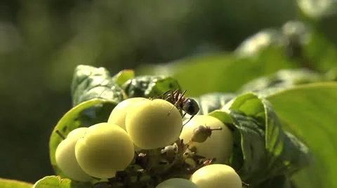 Ants 017 Stock Footage 12562548