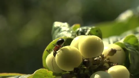 Ants 018 Stock Footage 12562524
