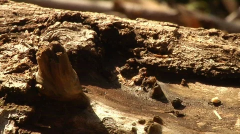 Ants 02 Stock-Footage 330304