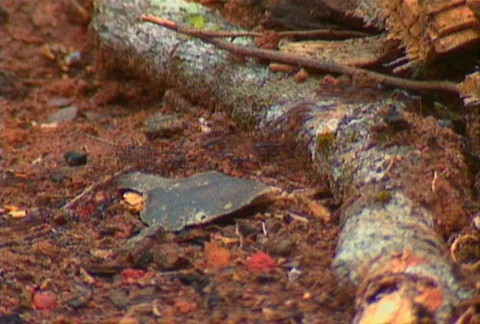 Ants 02 Stock Footage 607002