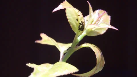 Ants 02 Stockbeeldmateriaal 26137993