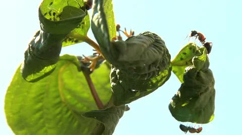 Ants 020 Stock Footage 12562855