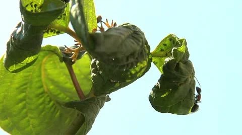 Ants 021 Stock Footage 12563025