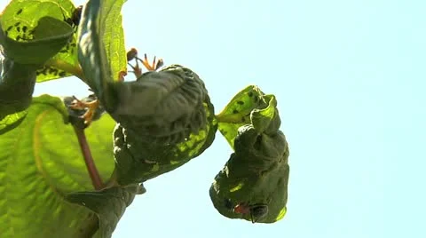 Ants 023 Stock Footage 12564760