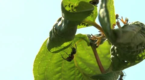 Ants 024 Stock Footage 12564735