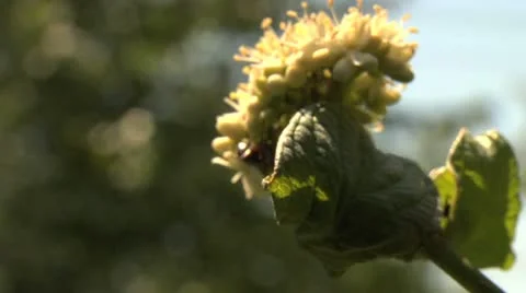 Ants 026 Stock Footage 12565073