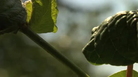 Ants 027 Stock Footage 12565316