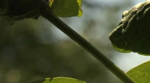 Ants 028 Stock Footage 12565311