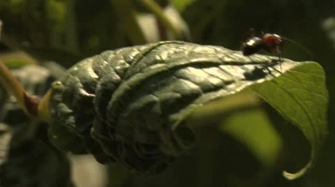 Ants 029 Stock Footage 12565414