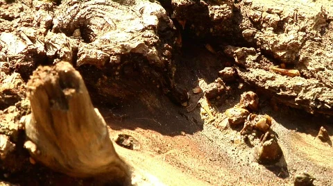 Ants 03 Stock Footage 330313