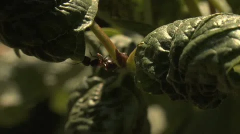 Ants 030 Stock Footage 12565527