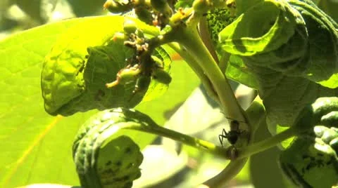 Ants 031 Stock Footage 12565592