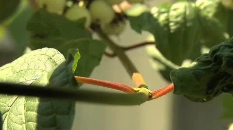 Ants 032 Stock Footage 12565620