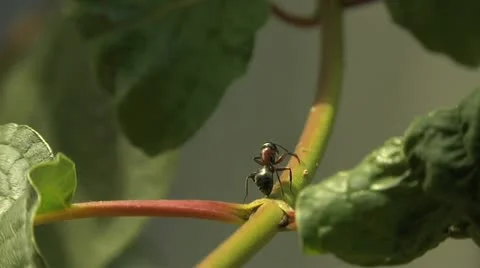 Ants 034 Stock Footage 12565770