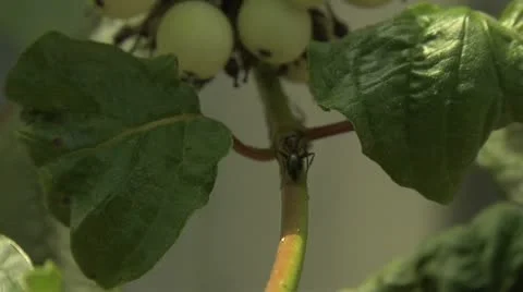 Ants 035 Stock Footage 12565772