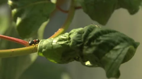 Ants 037 Stock Footage 12565807