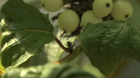 Ants 038 Stock Footage 12566089
