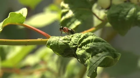 Ants 039 Stock Footage 12566029