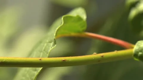 Ants 040 Stock Footage 12569044