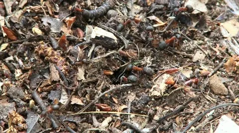 Ants 1 Stock Footage 18183183