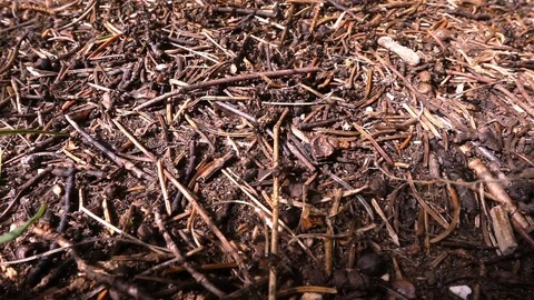 Ants - 1 Stock Footage 80735265