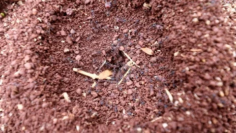 Ants 1 Stock Footage 113073840