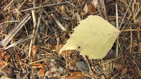 Ants 1 P Stock Footage 7135998