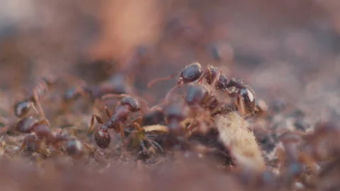 Ants at 120FPS Stock Footage 130688505