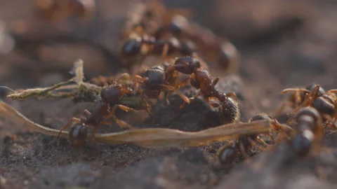Ants 120fps Macro Stock Footage 130687140