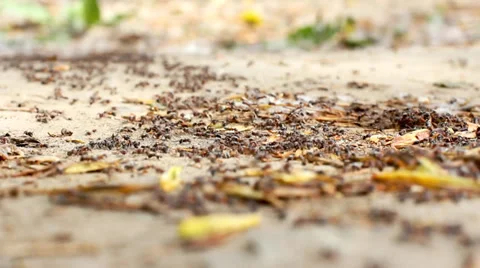 Ants 2 Stock Footage 34420929
