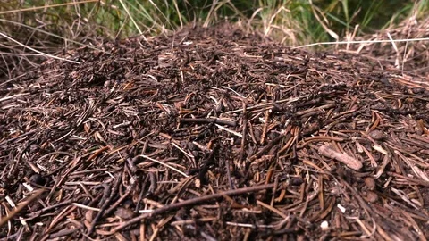 Ants - 2 Stock Footage 80735125