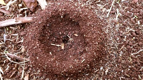 Ants 2 Stock Footage 113073839