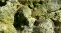 Ants 20120429 163729 HD Footage