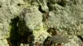 Ants 20120429 163936 HD Footage