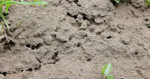 Ants 2K Stock Footage 7730951